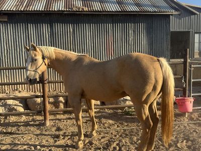 14yr old hunting horse