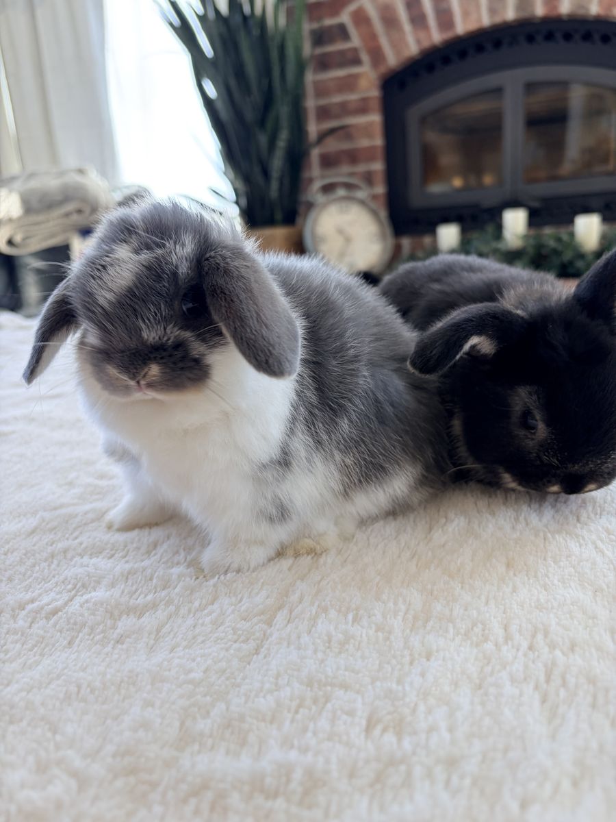 Broken Blue Otter Holland Lop Bunny