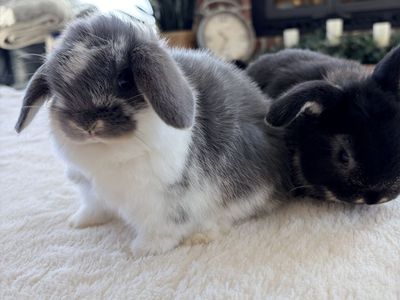 Broken Blue Otter Holland Lop Bunny