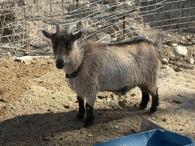 Nigerian Dwarf Doe