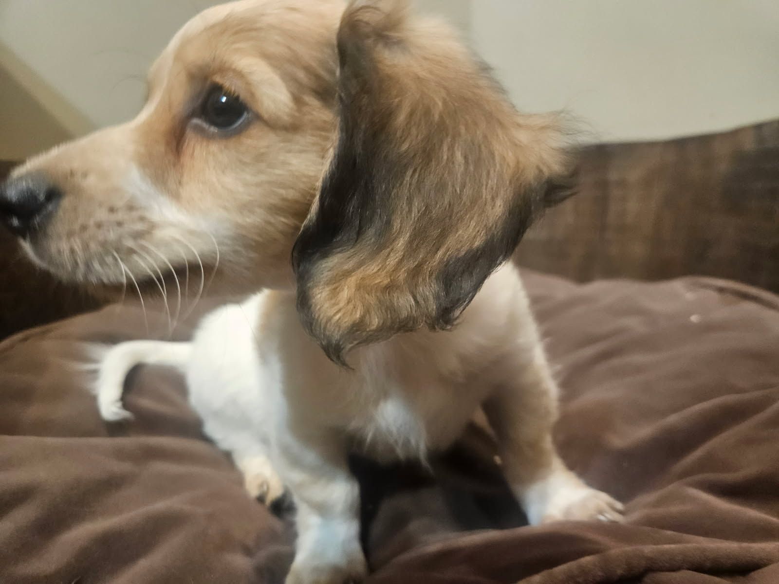 AKC Registered Dachshund Puppy For Sale!