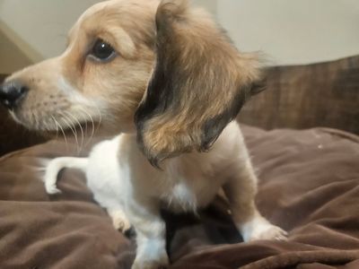 AKC Registered Dachshund Puppy For Sale!