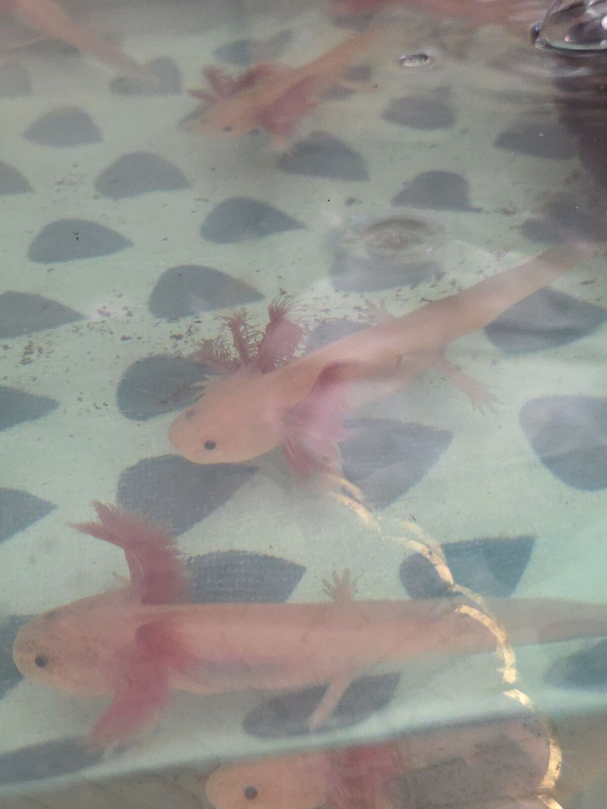 Baby axolotls