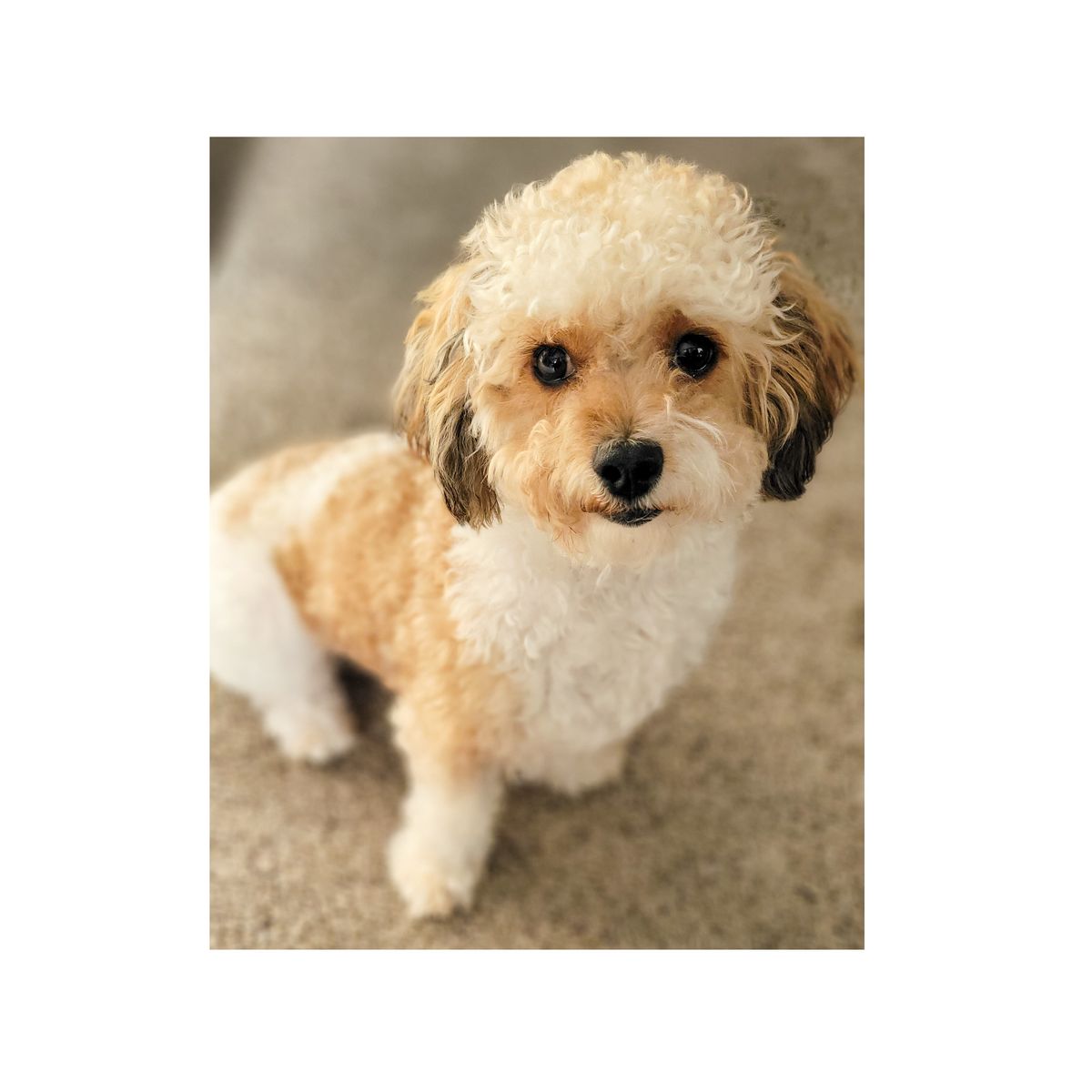 8-lb AKC Toy Poodle: STUD ONLY