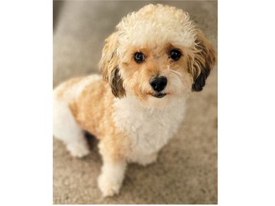 8-lb AKC Toy Poodle: STUD ONLY