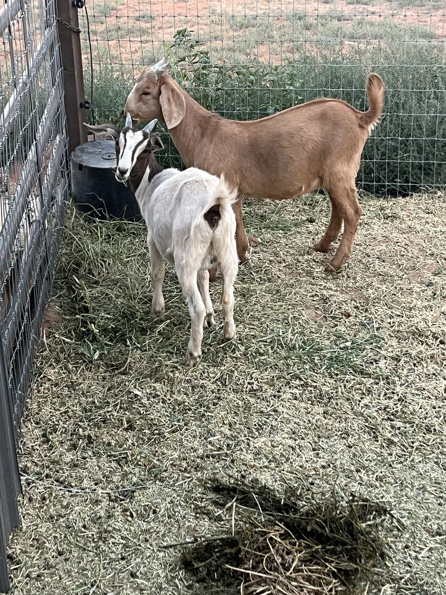 buckling and doeling for sale