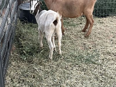 buckling and doeling for sale