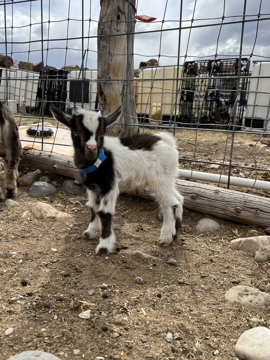 Nigerian Dwarf Blue Eyed Bottle Baby Buckling