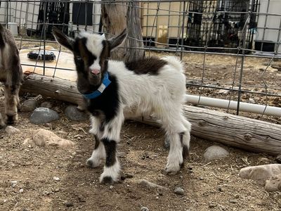 Nigerian Dwarf Blue Eyed Bottle Baby Buckling