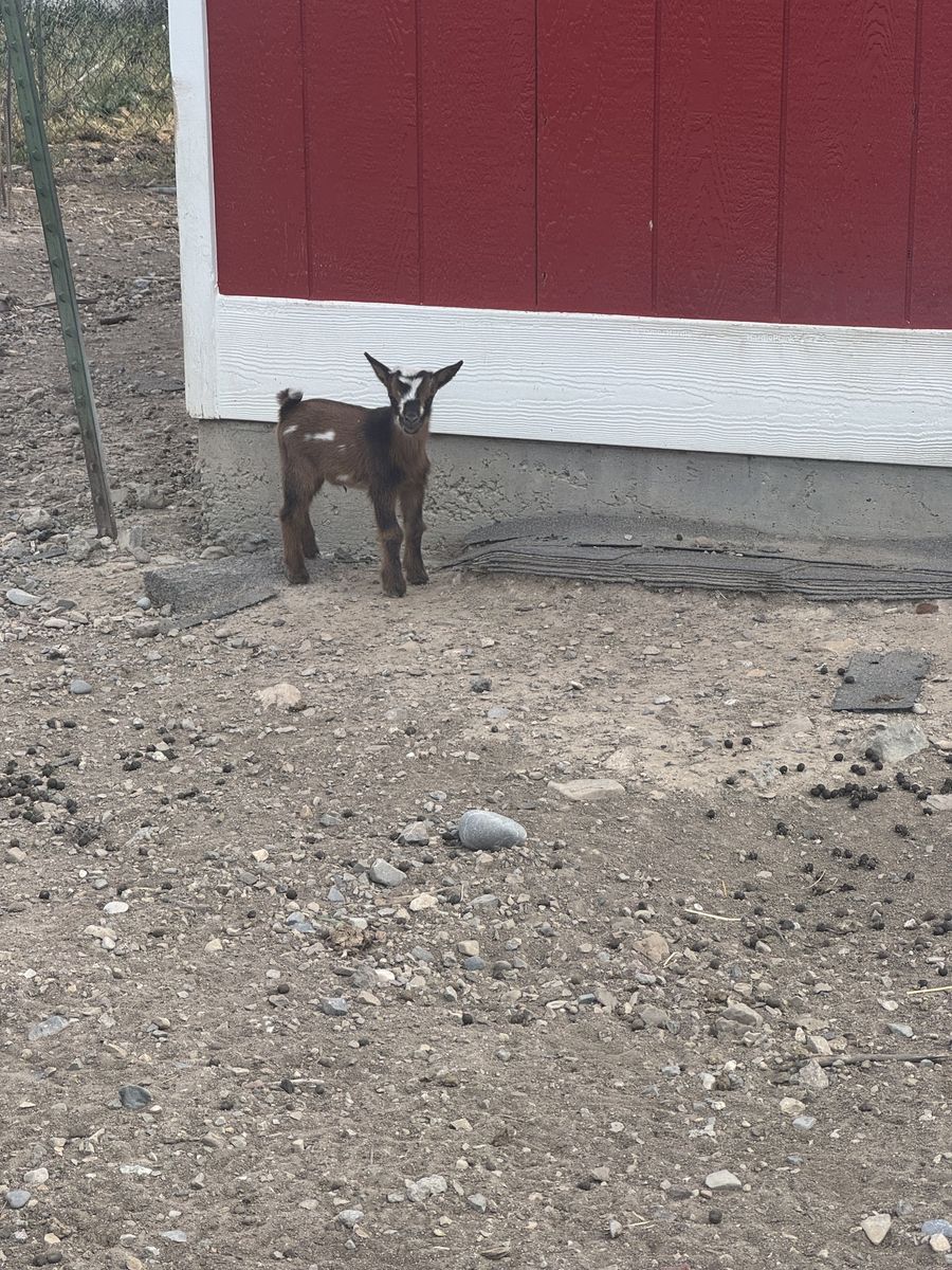 Nigerian dwarf baby goat