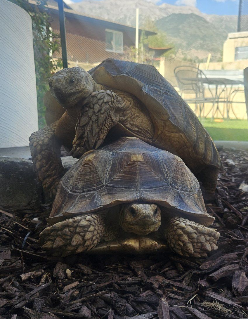 **UPDATED DEAL, $1000 for both** SULCATA TORTOISE