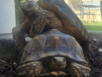 **UPDATED DEAL, $1000 for both** SULCATA TORTOISE