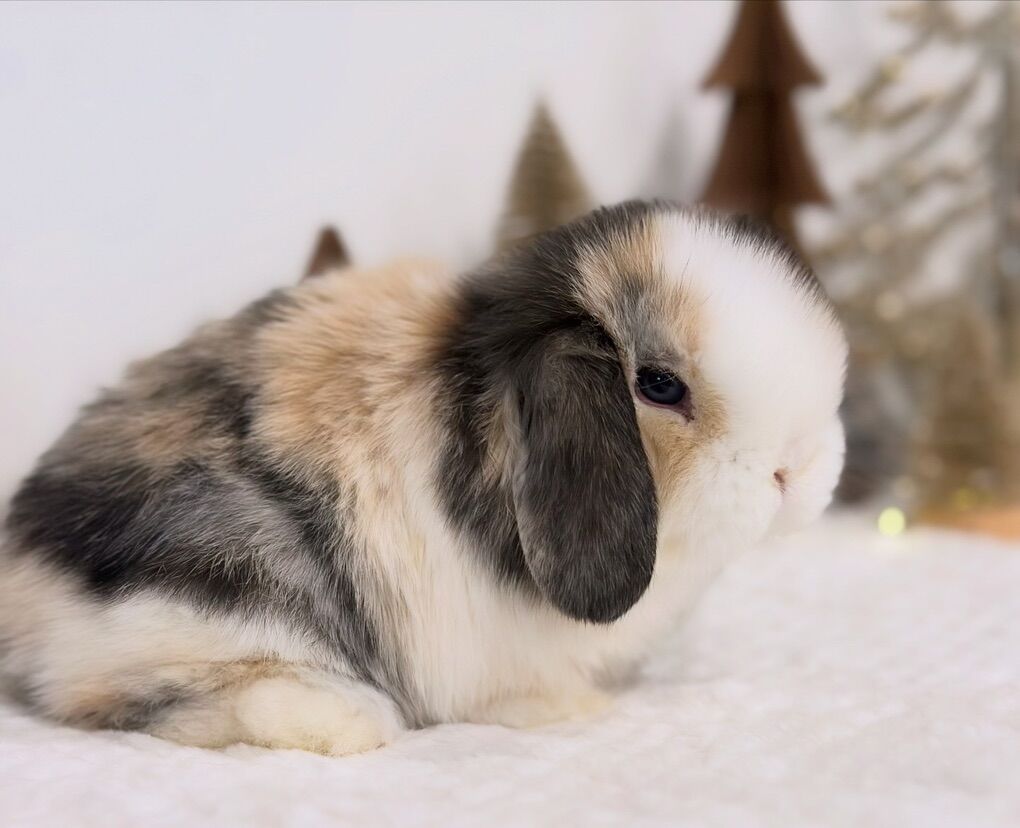 Super Cute Purebred Holland Lop Bunnies