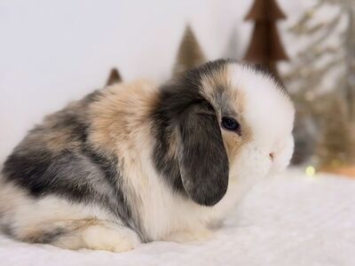 Super Cute Purebred Holland Lop Bunnies