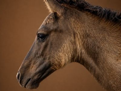 Grulla Ranch/Trail Prospect: Filly 4/10/26