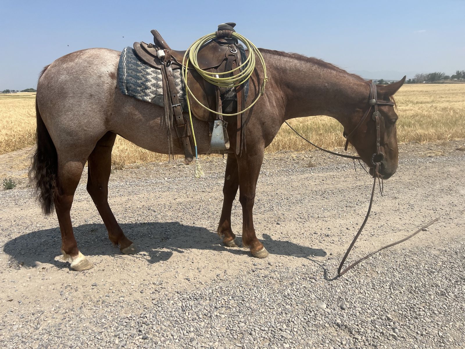 4 yo Red Roan Mare