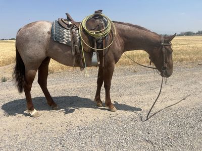 4 yo Red Roan Mare