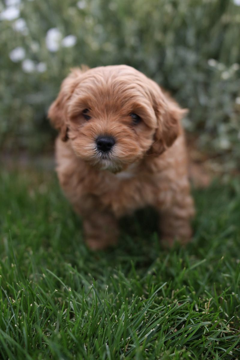 Cavapoo