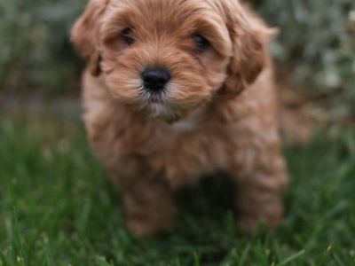 Cavapoo