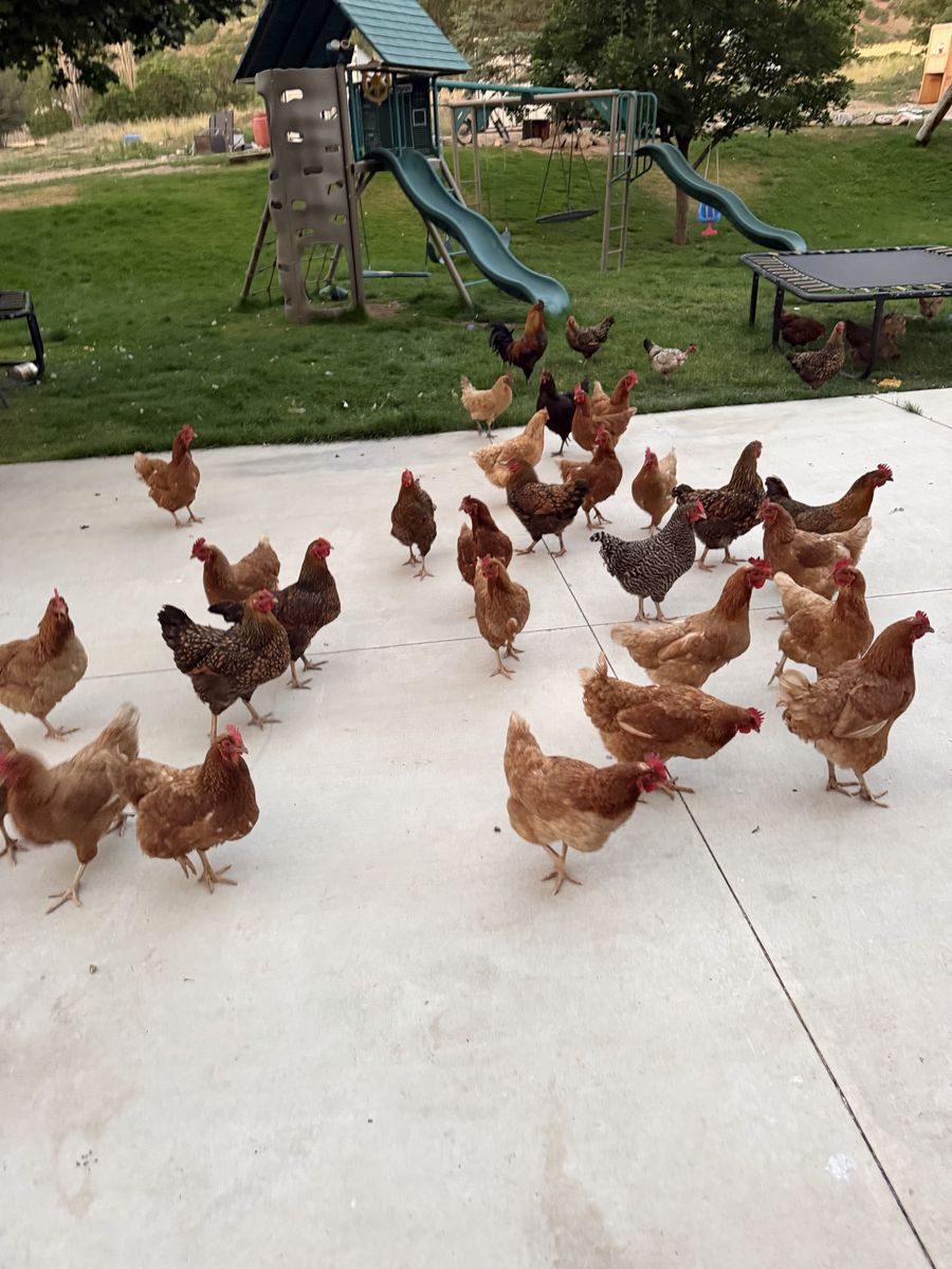Flock of Backyard Chickens all one year old- Hens 