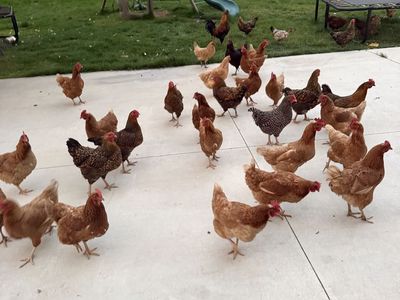 Flock of Backyard Chickens all one year old- Hens