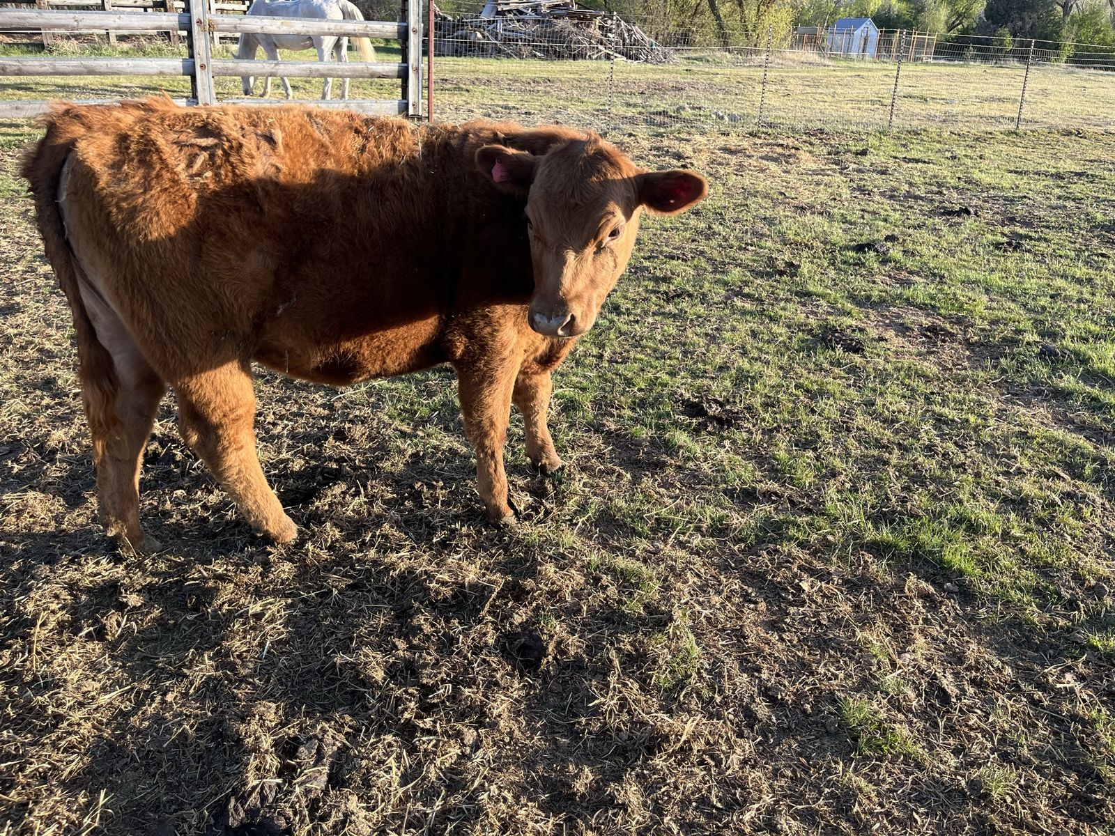Red Angus heifer calf.