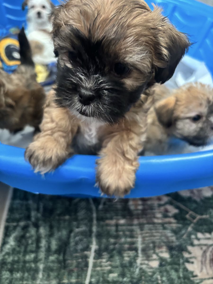 Shih Tzu and Terrier Mix puppies!!