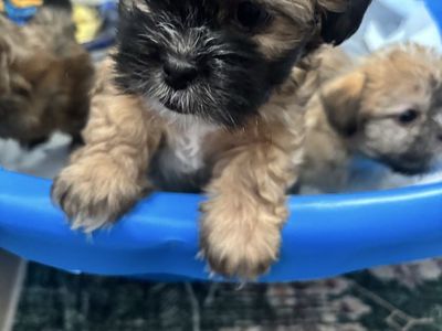 Shih Tzu and Terrier Mix puppies!!