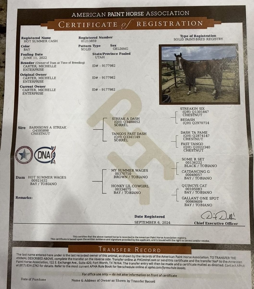 Summer Cash 4yr APHA gelding