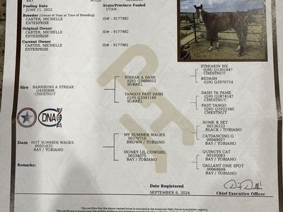 Summer Cash 4yr APHA gelding