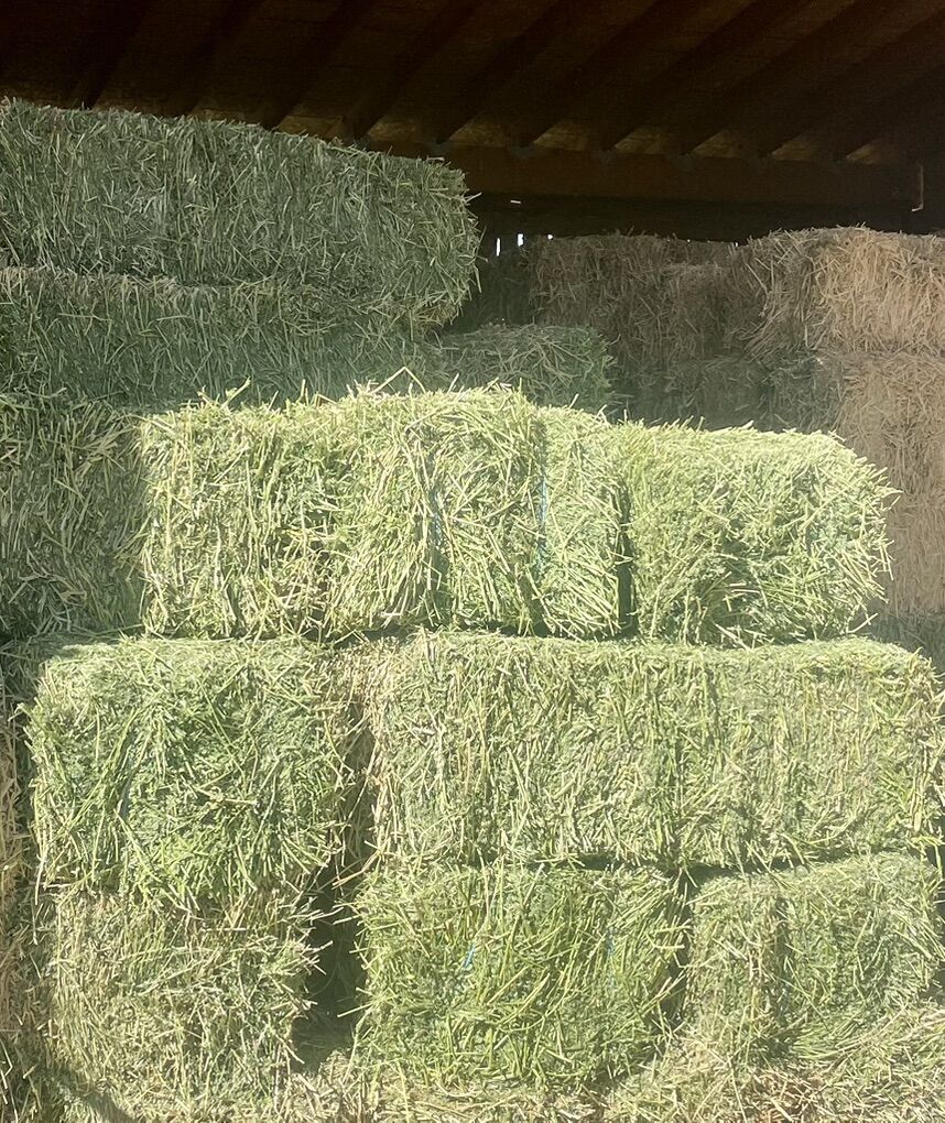 Alfalfa, Excellent Quality