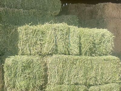 Alfalfa, Excellent Quality