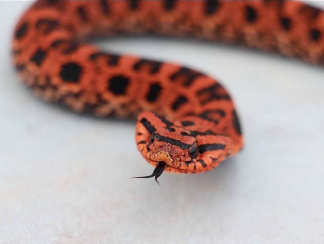 Eastern Hognose Snake Pair (Red Phase)