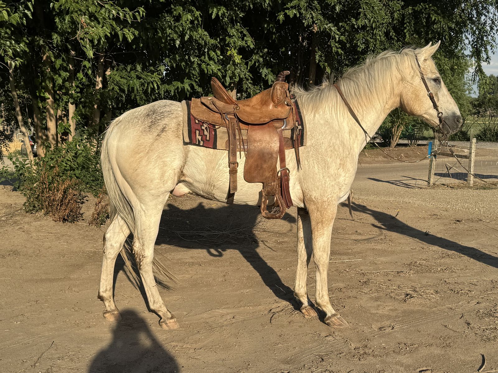 Gelding