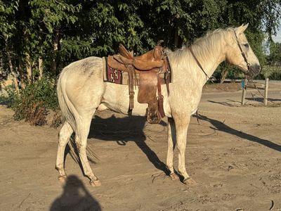Gelding