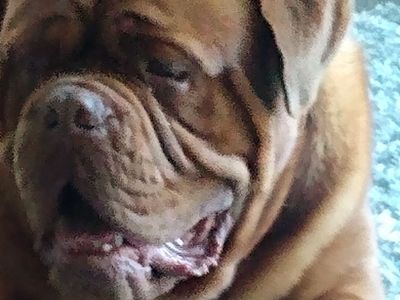 French Mastiff