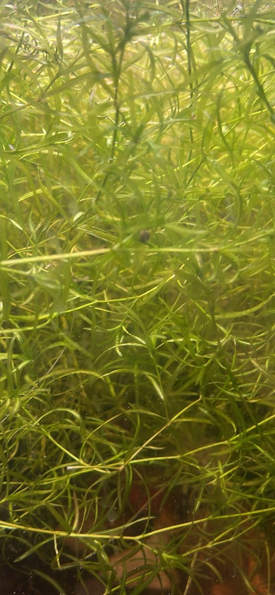 Live Freshwater Aquarium Plants - Green Guppy Grass Trimmings