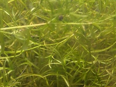 Live Freshwater Aquarium Plants - Green Guppy Grass Trimmings