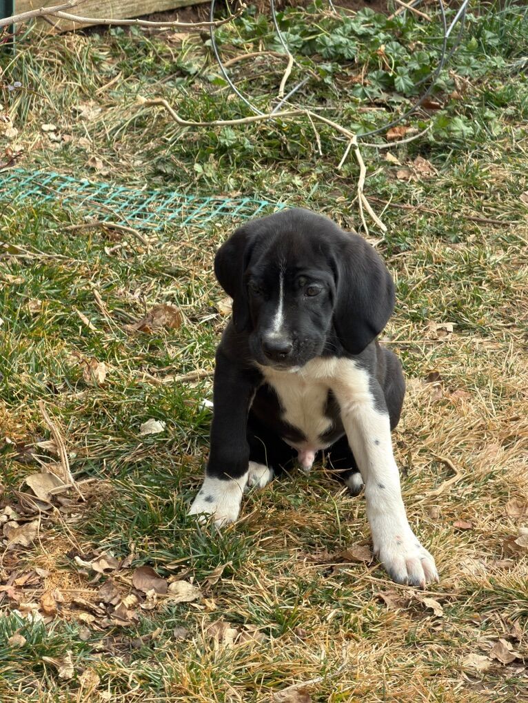 Dewfies Ready Now3 Left(great Dane & Newfoundland)