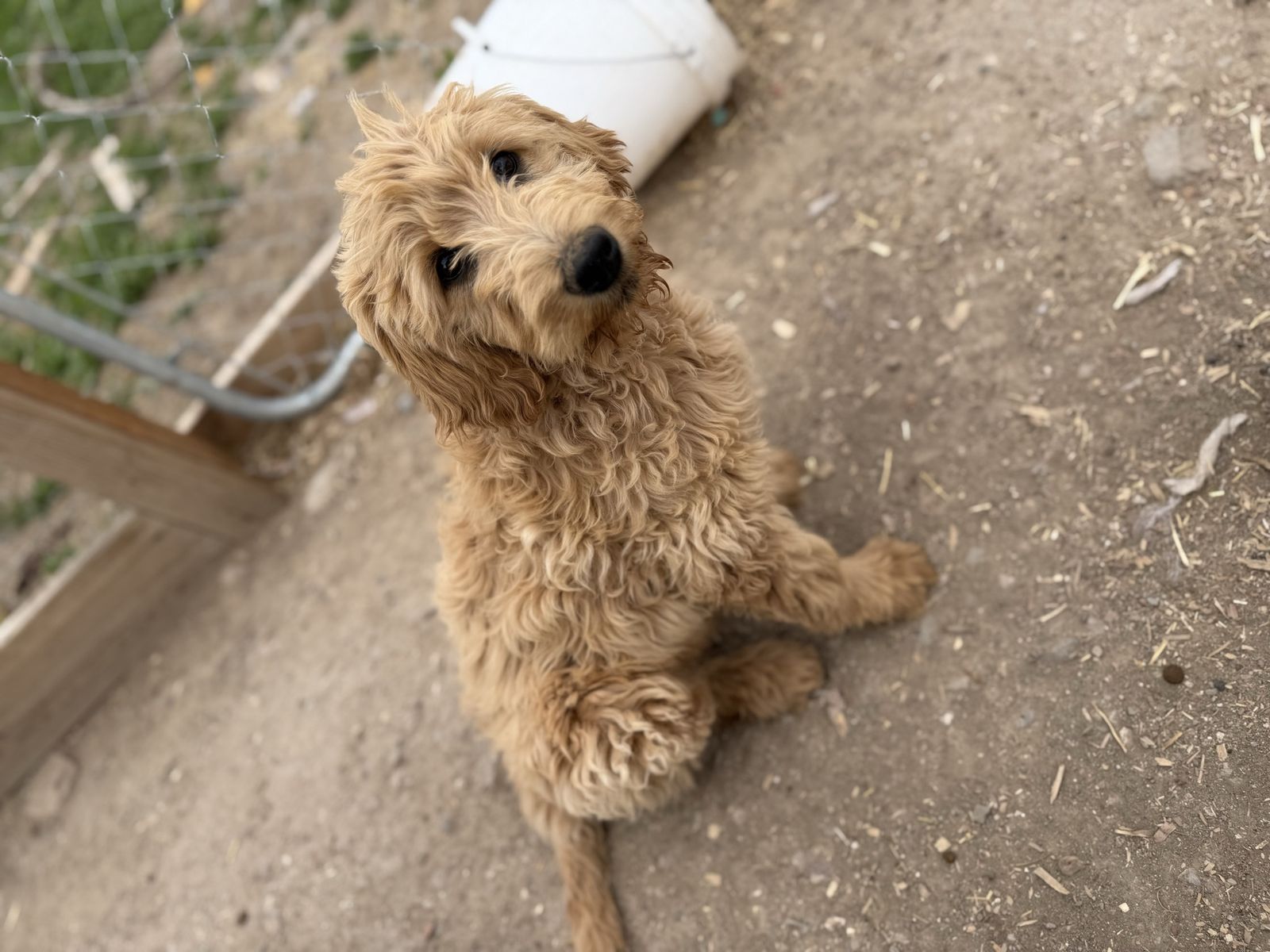 Goldendoodles
