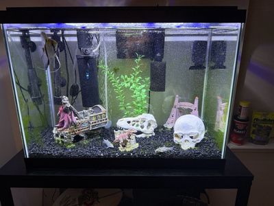 Aqueon 20 Gallon LED Fish Tank Aquarium Kit - Includes Filter, Heater, Decor & Fish
