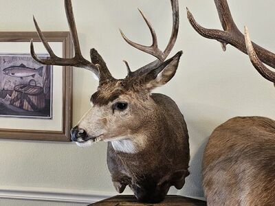 Taxidermist - Big Game/Waterfowl - Utah County