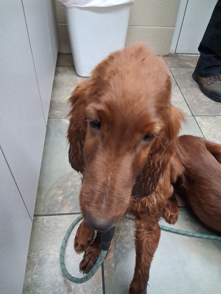 Irish Setter puppies