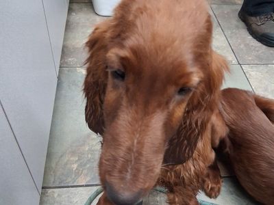 Irish Setter puppies