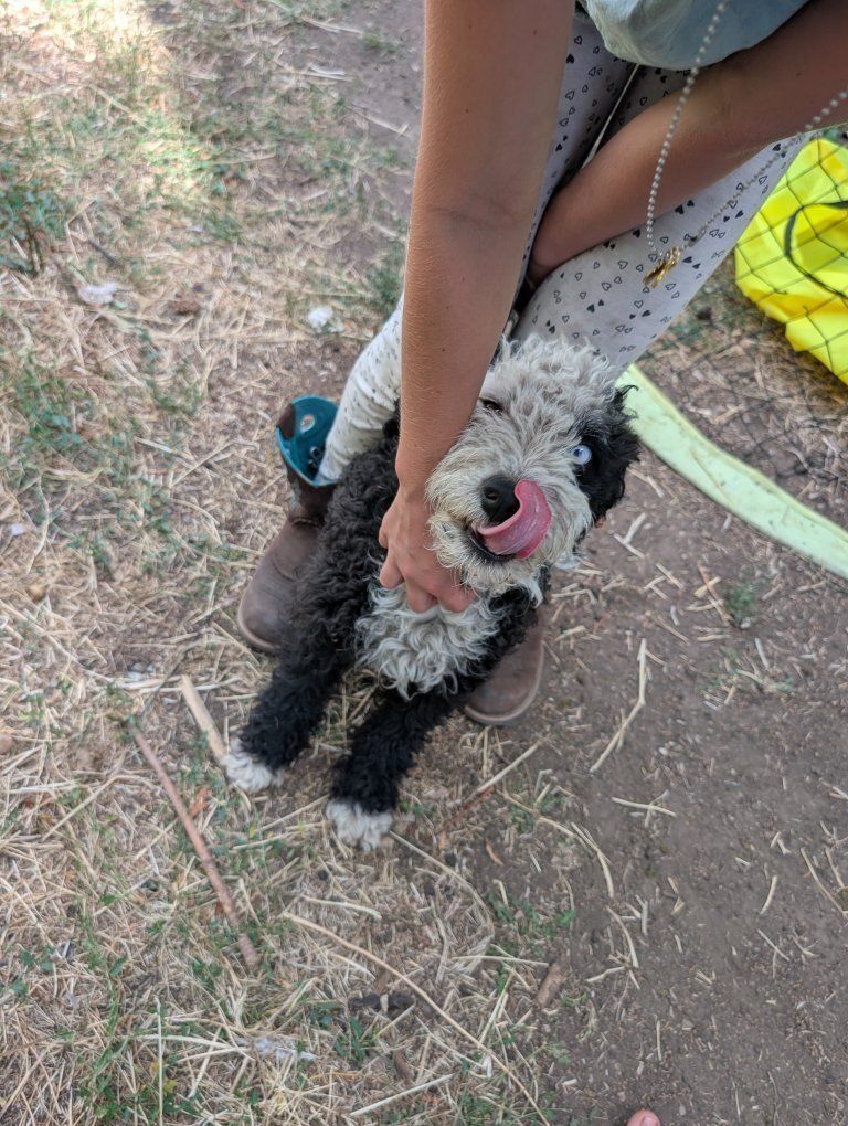 mini aussiedoodle 