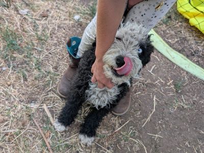 mini aussiedoodle