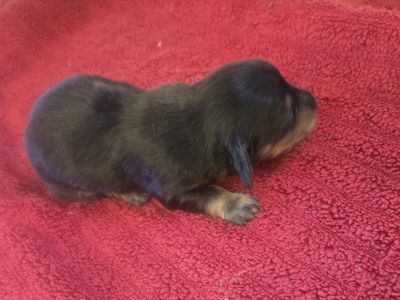 akc limited registration mini dachshund puppies.