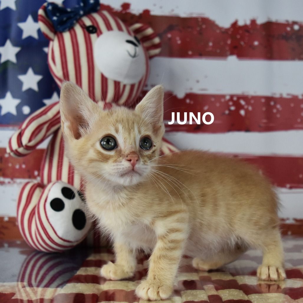 Hello my name is Juno