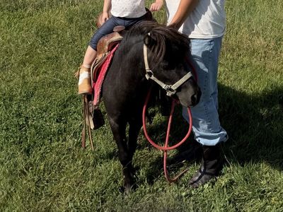 Miniature Horse- mini pony