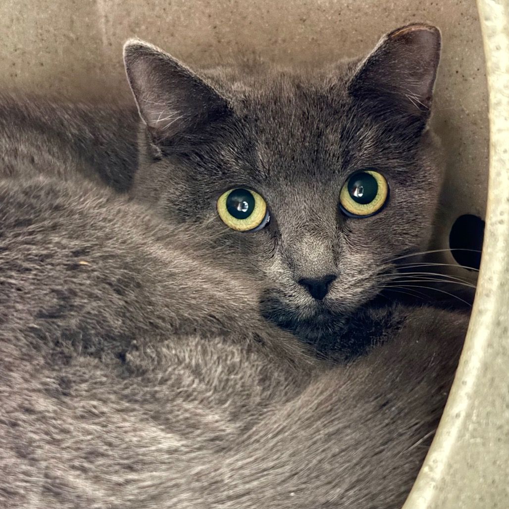 Hello my name is Mickey